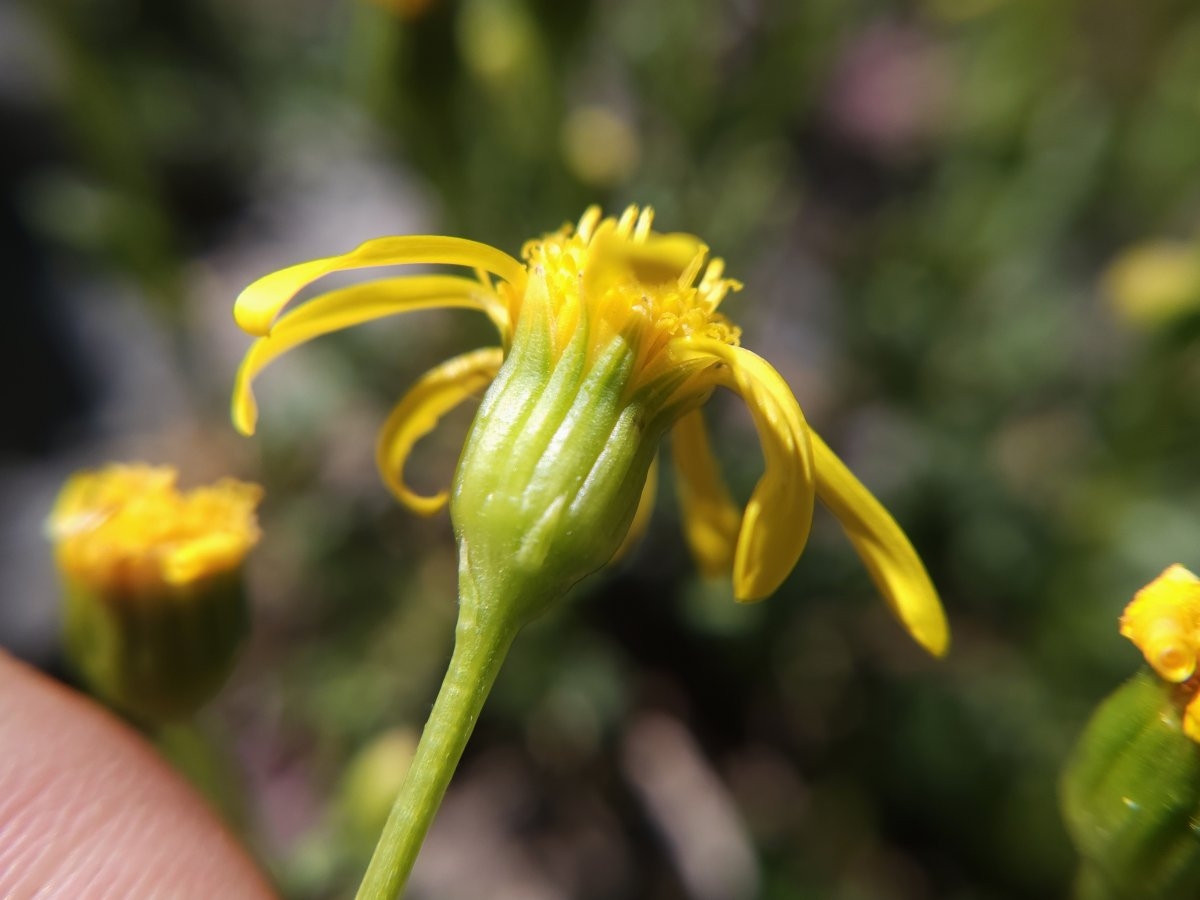 Senecio fremontii var. occidentalis