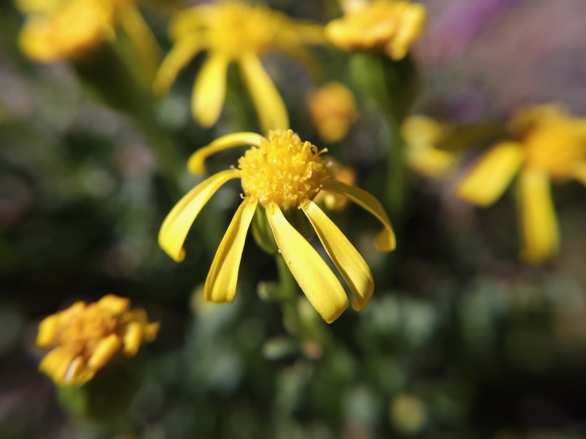 Senecio fremontii var. occidentalis