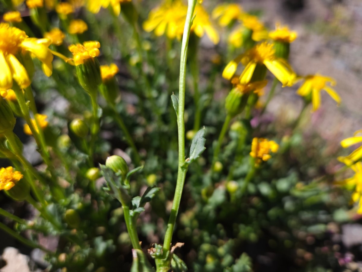 Senecio fremontii var. occidentalis