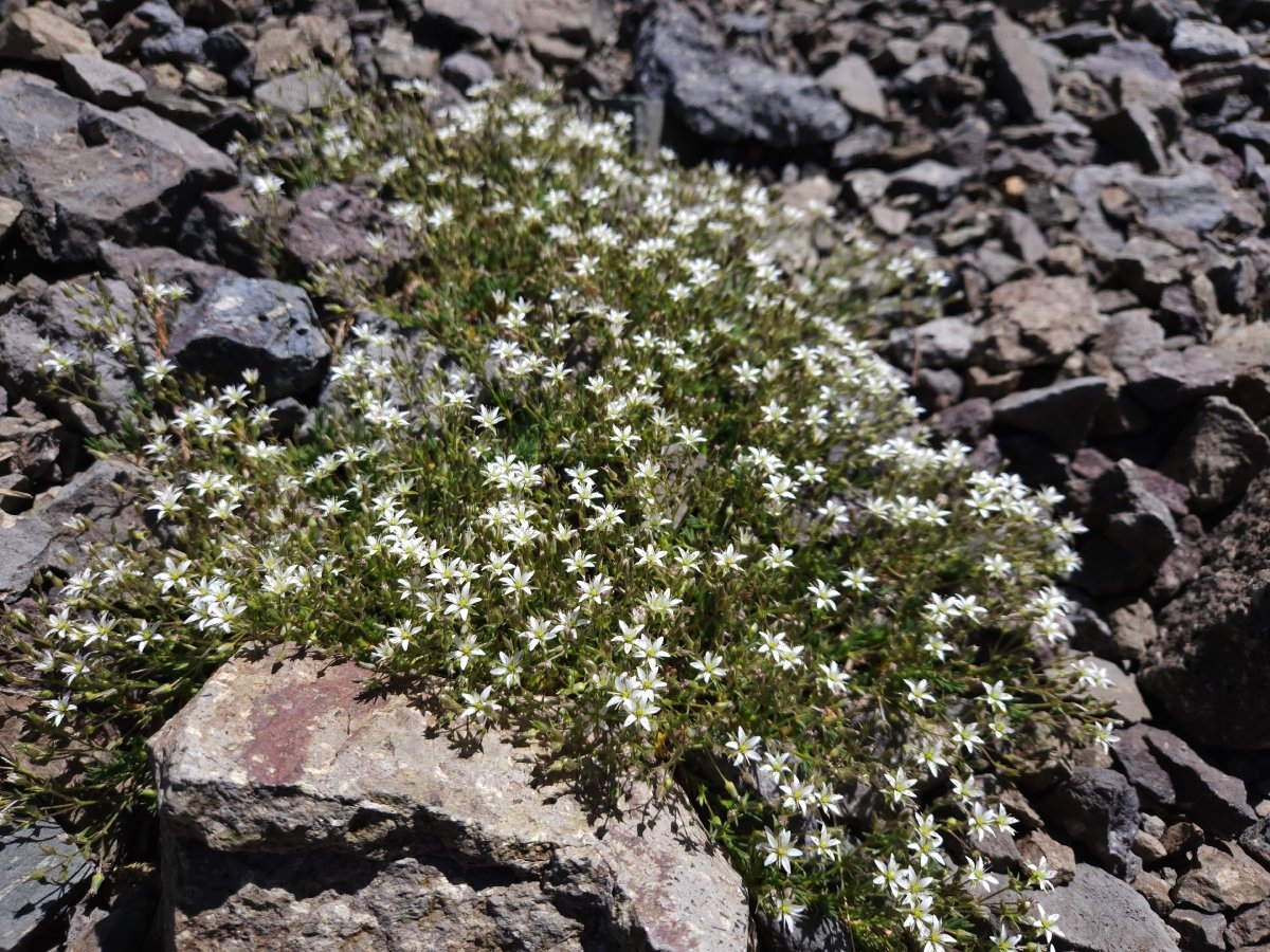 Eremogone kingii var. glabrescens