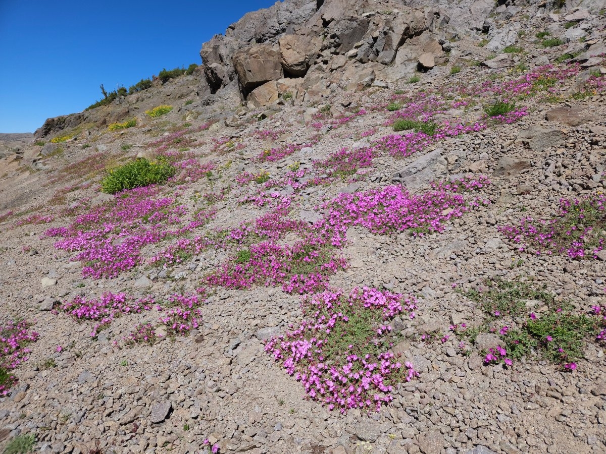 Epilobium obcordatum