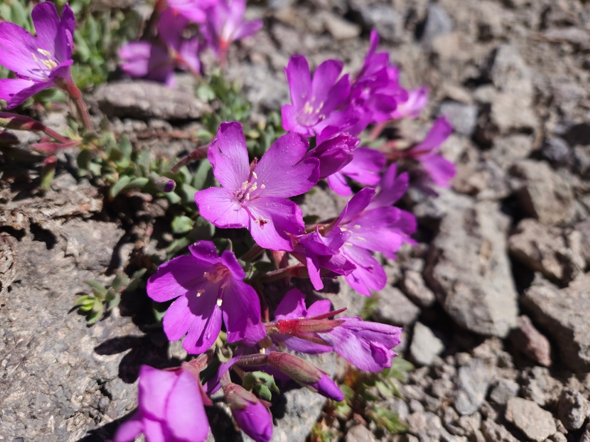 Epilobium obcordatum