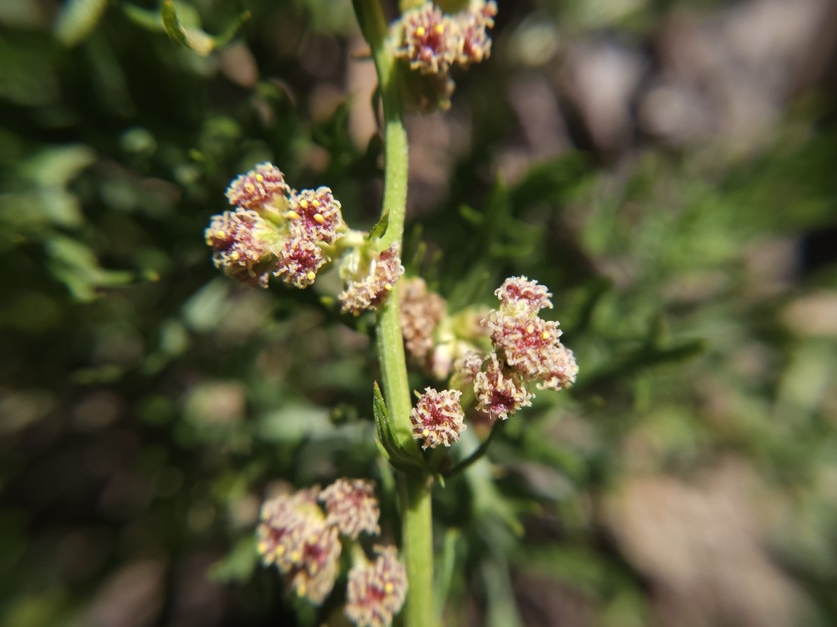 Artemisia ludoviciana ssp. incompta