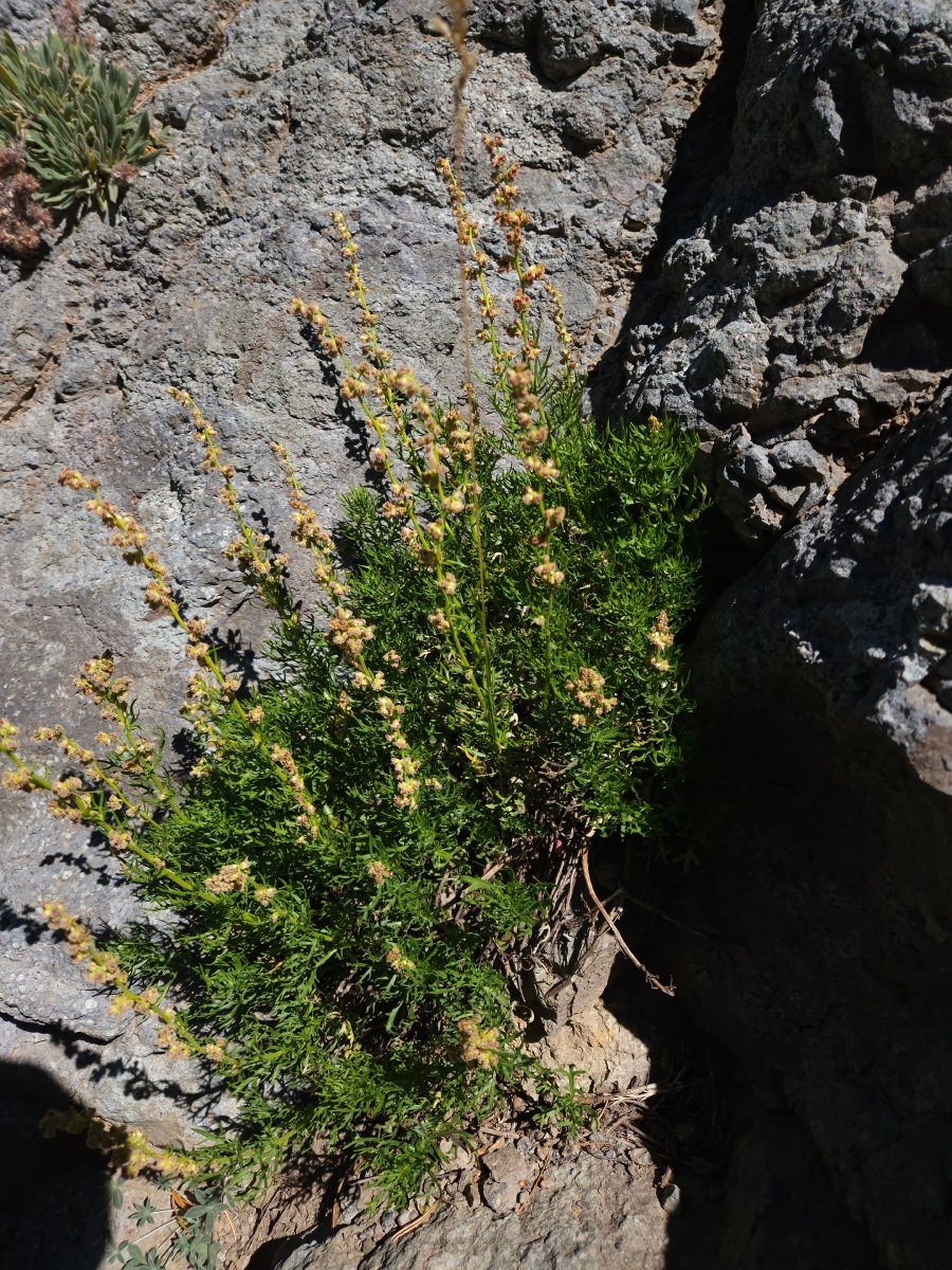 Artemisia ludoviciana ssp. incompta