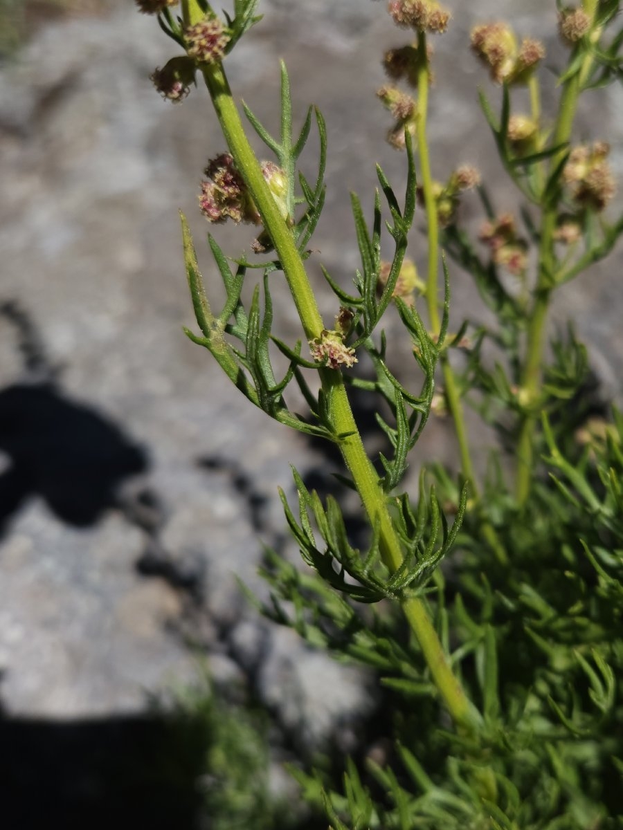 Artemisia ludoviciana ssp. incompta