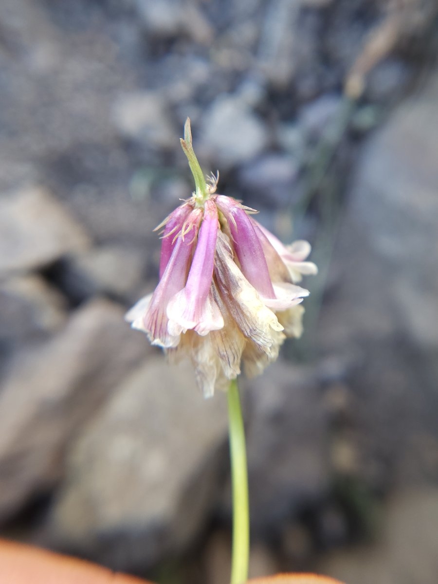 Trifolium productum