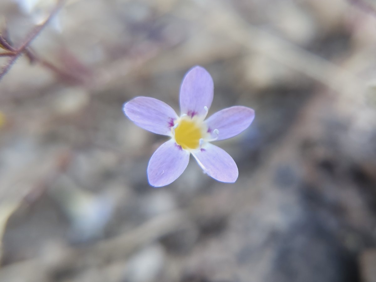 Navarretia leptalea ssp. bicolor