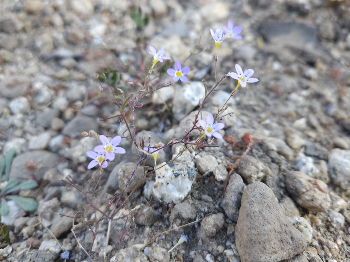 Navarretia leptalea ssp. bicolor