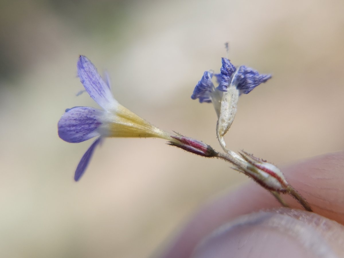 Navarretia leptalea ssp. bicolor