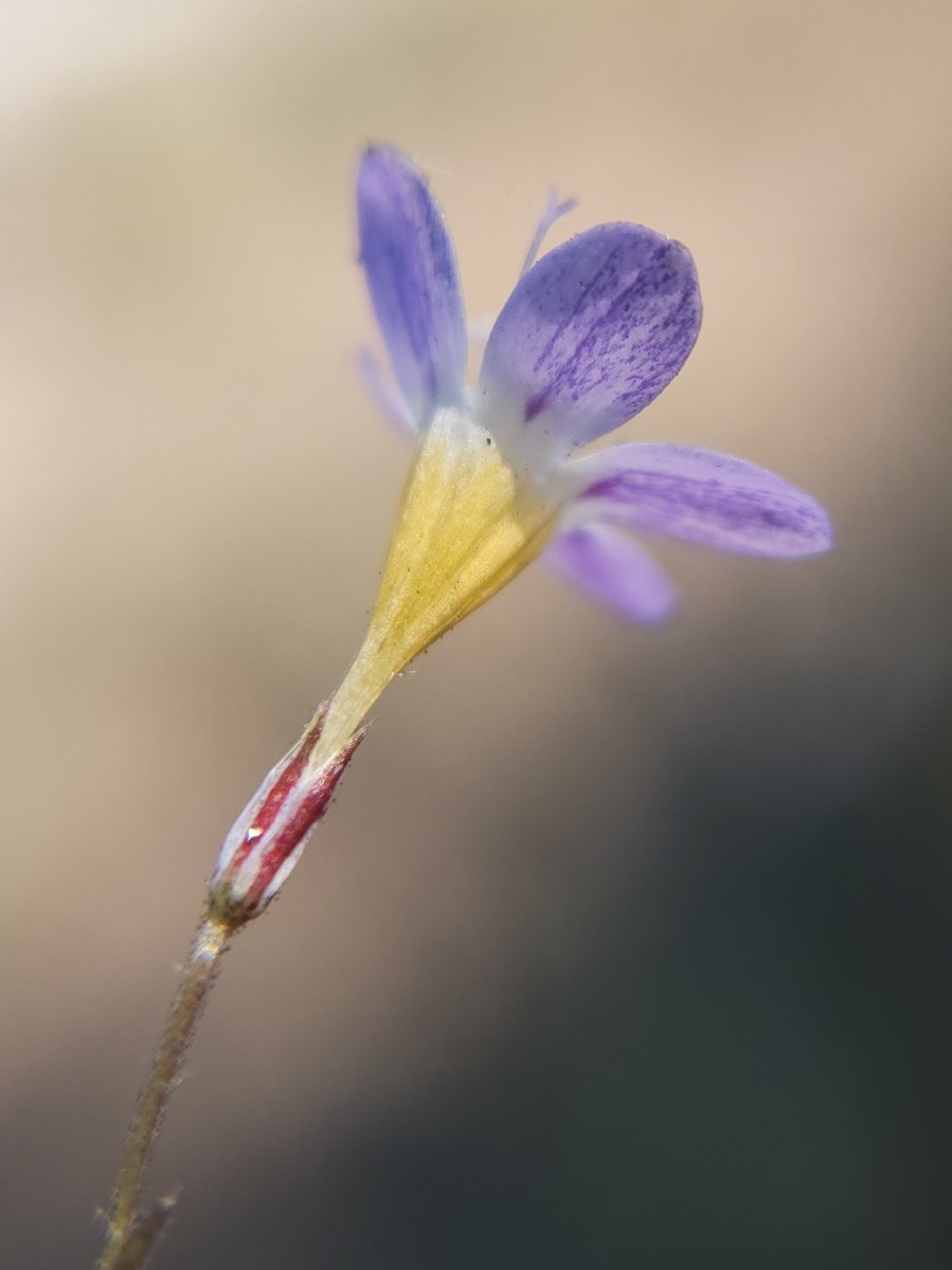 Navarretia leptalea ssp. bicolor