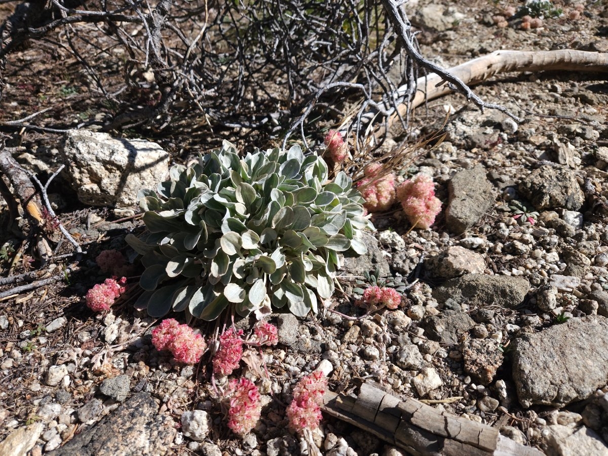 Eriogonum lobbii