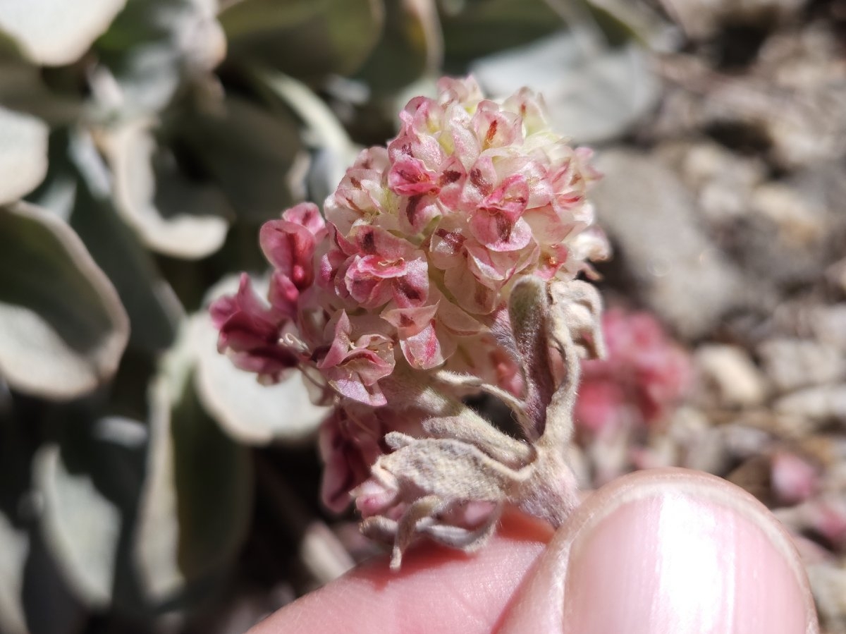 Eriogonum lobbii