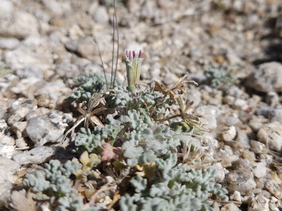 Chaenactis alpigena