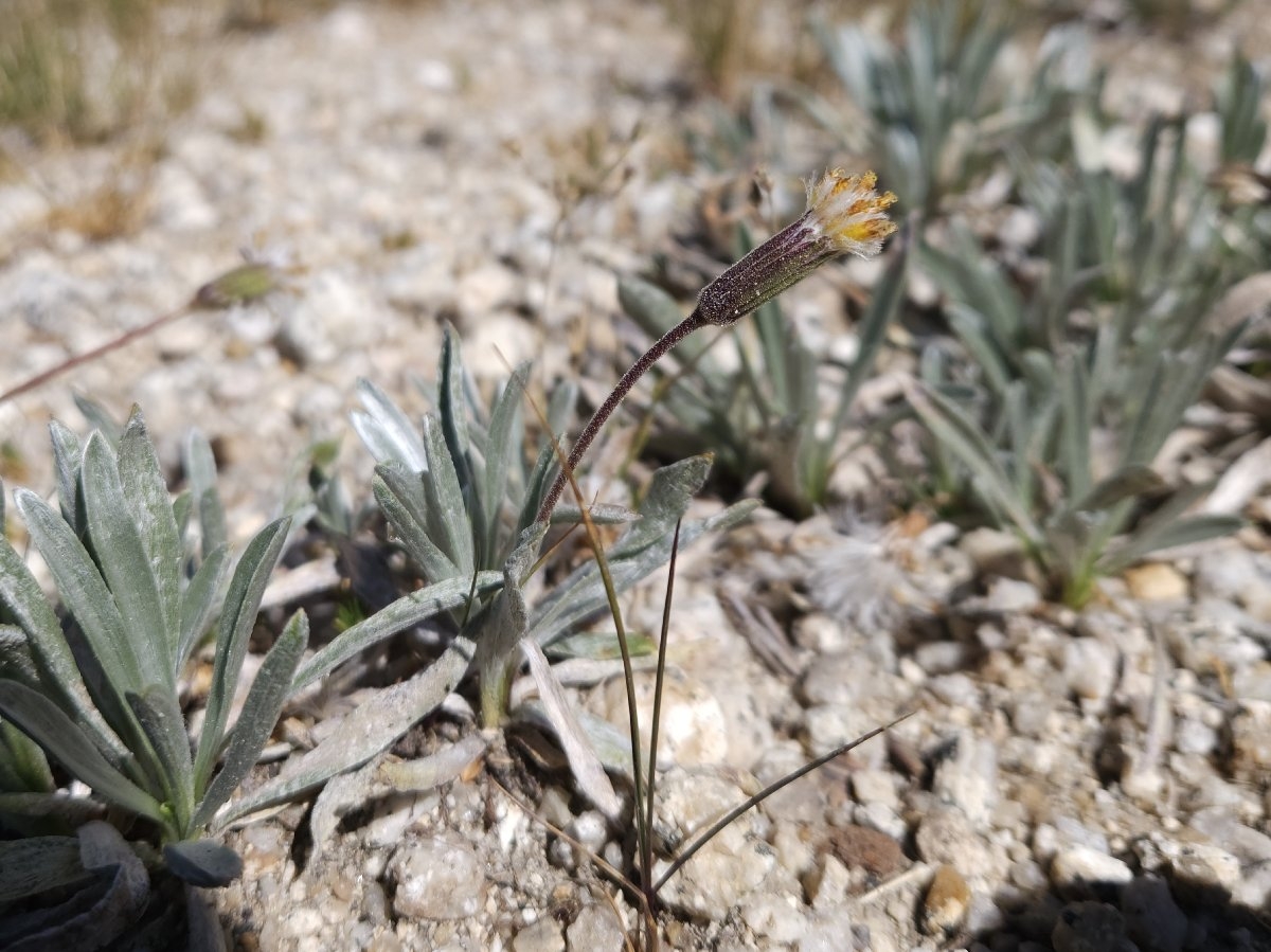 Raillardella argentea