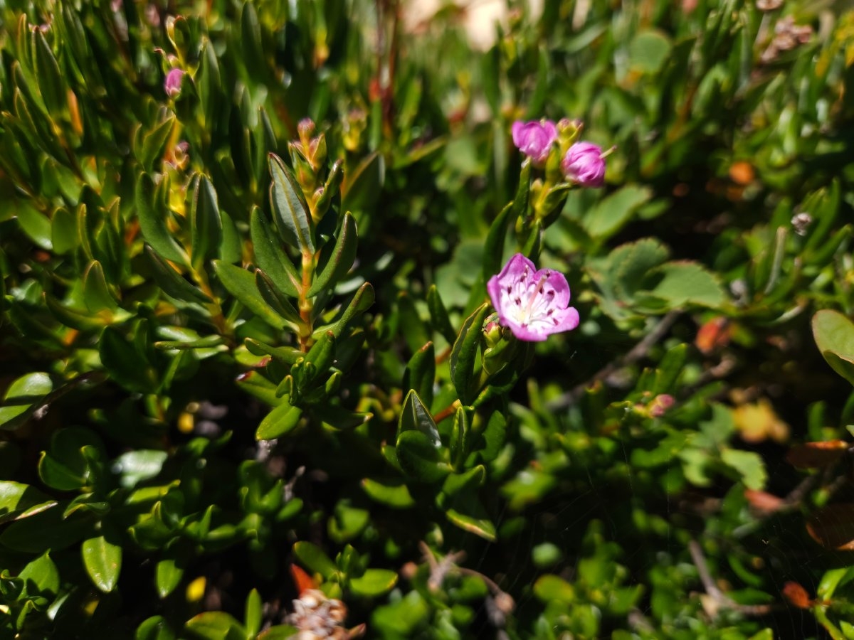 Kalmia polifolia