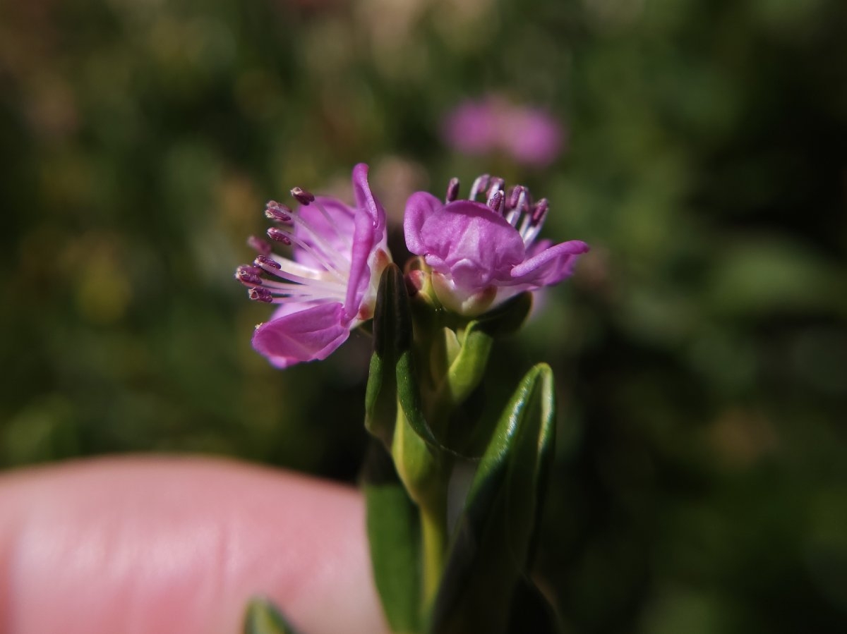 Kalmia polifolia