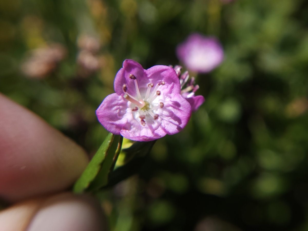 Kalmia polifolia