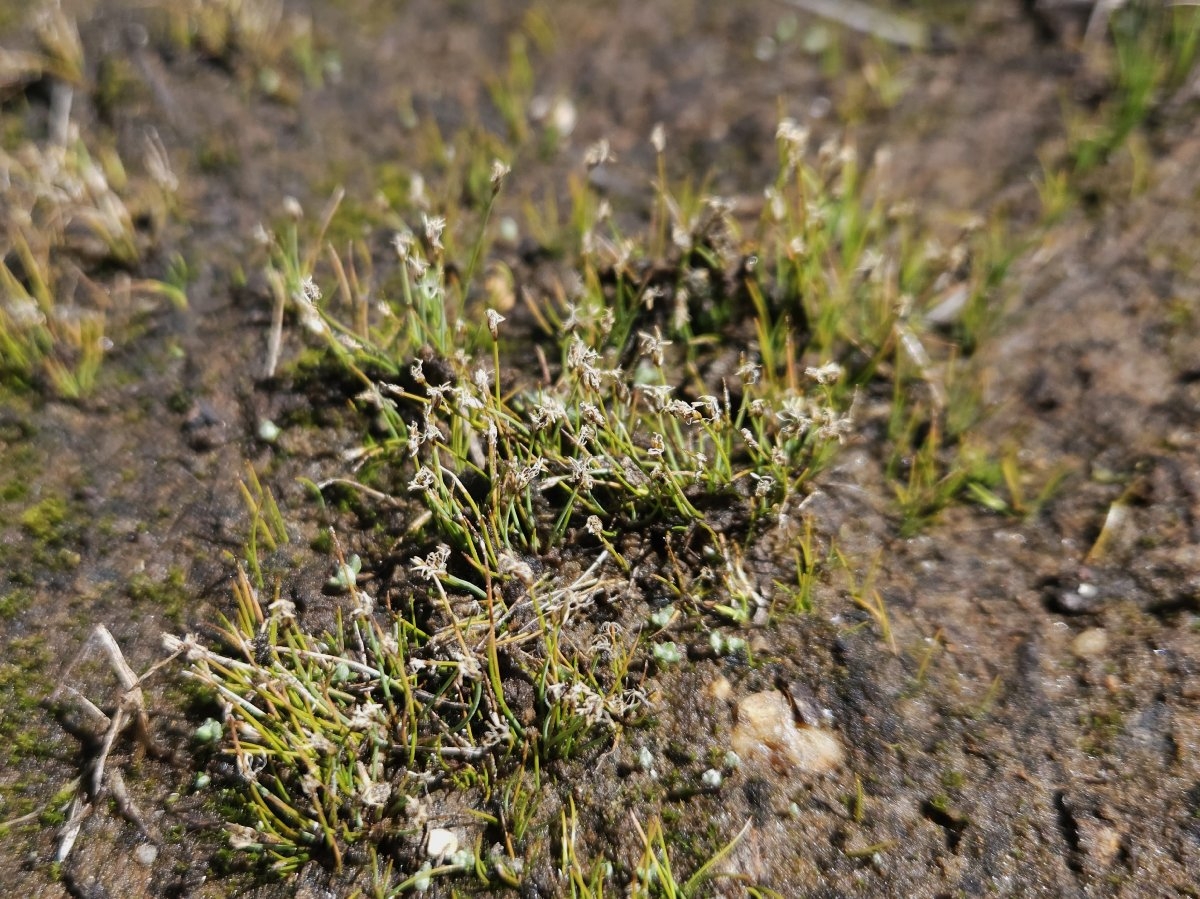 Eleocharis acicularis