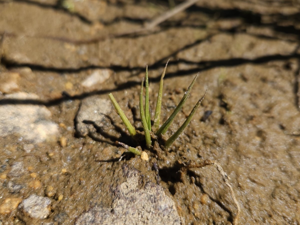 Isoetes occidentalis