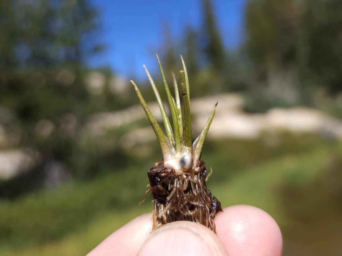 Isoetes occidentalis