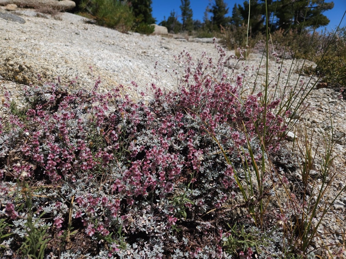 Eriogonum wrightii var. subscaposum