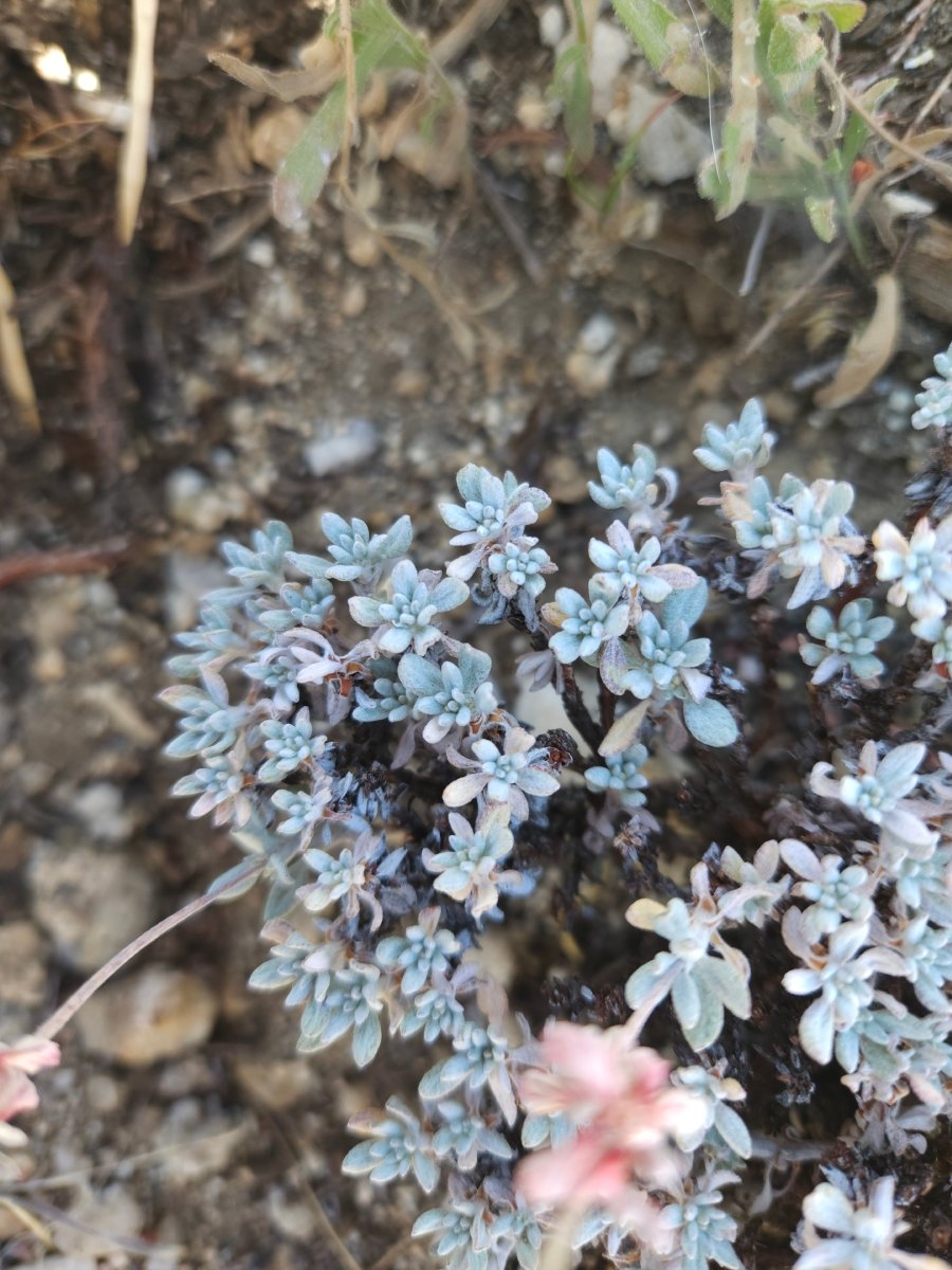 Eriogonum wrightii var. subscaposum