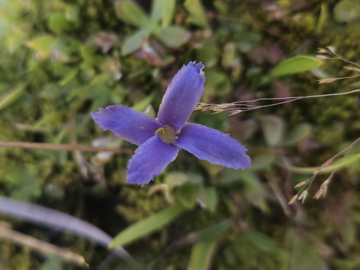 Gentianopsis simplex