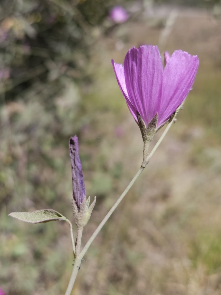 Sidalcea glaucescens