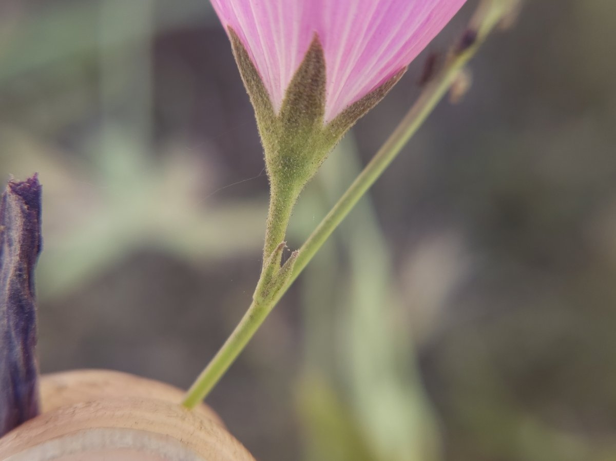 Sidalcea glaucescens