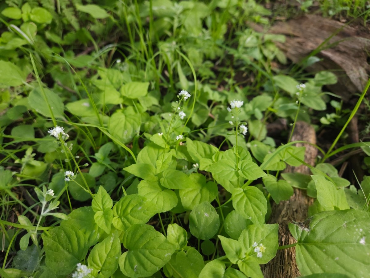 Circaea alpina ssp. pacifica