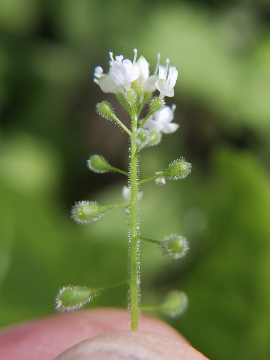 Circaea alpina ssp. pacifica