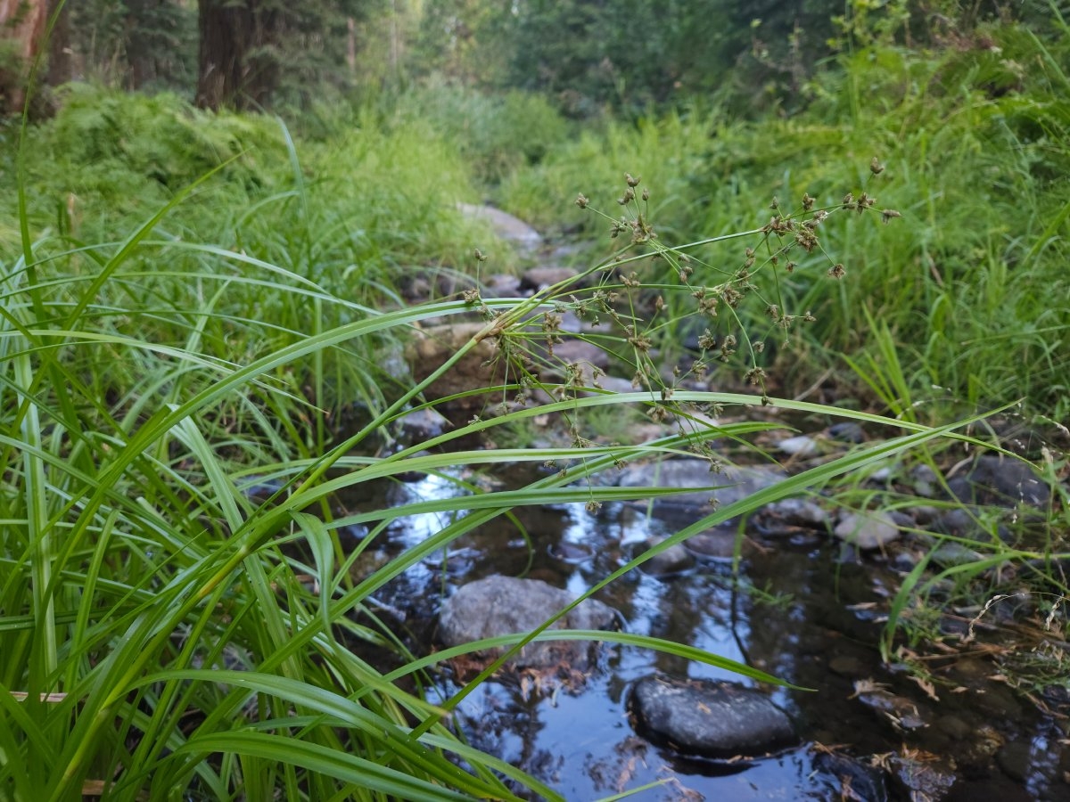 Scirpus microcarpus