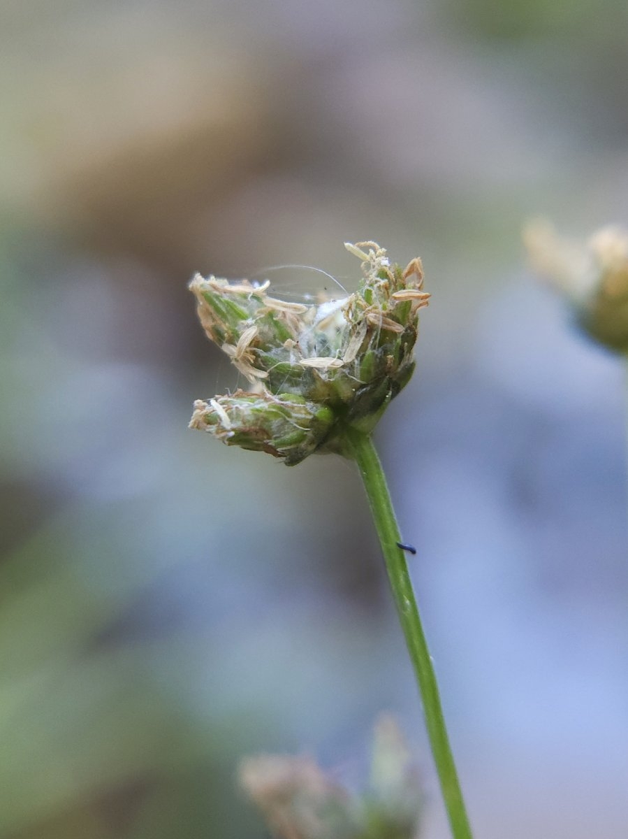 Scirpus microcarpus