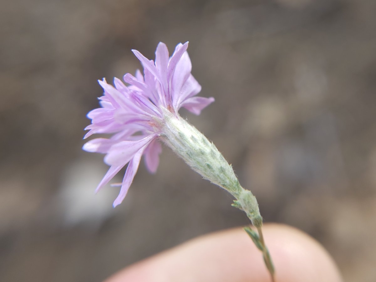 Lessingia leptoclada