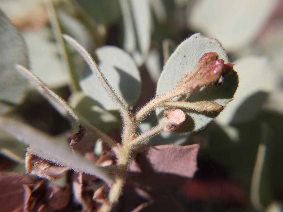 Arctostaphylos viscida ssp. mariposa