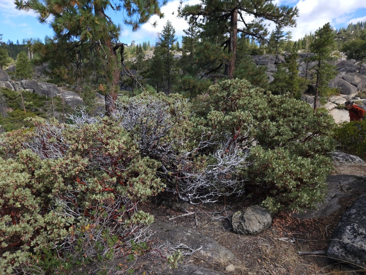 Arctostaphylos viscida ssp. mariposa