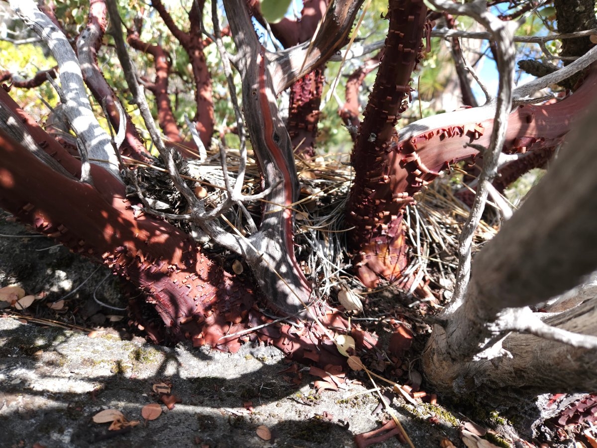 Arctostaphylos viscida ssp. mariposa