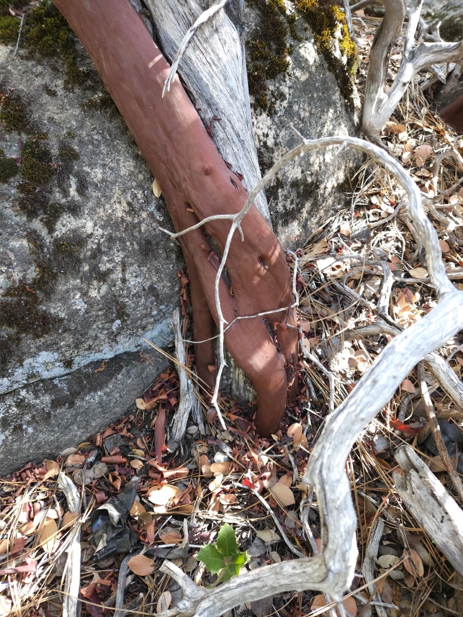 Arctostaphylos viscida ssp. mariposa