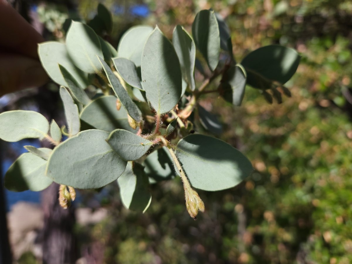 Arctostaphylos viscida ssp. mariposa