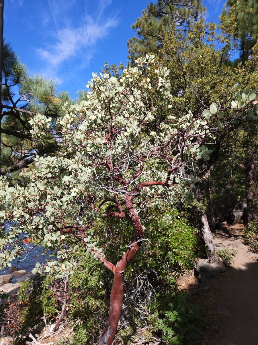 Arctostaphylos viscida ssp. mariposa