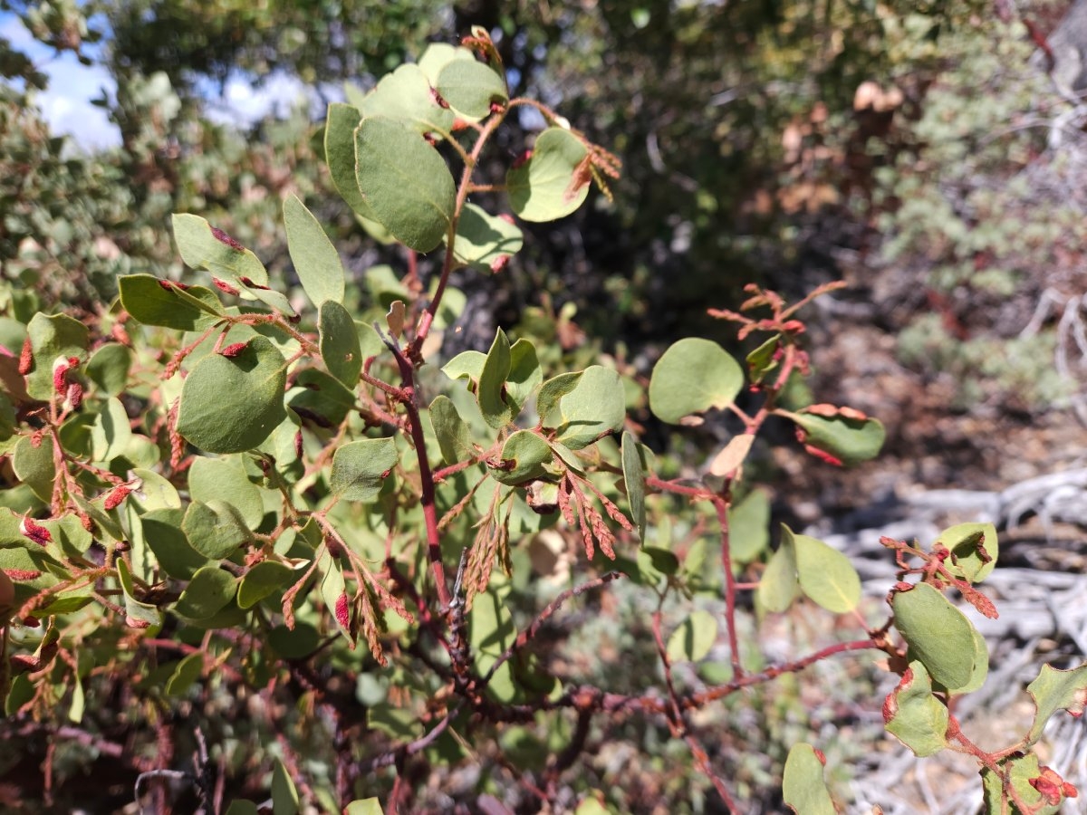 Arctostaphylos patula ssp. patula