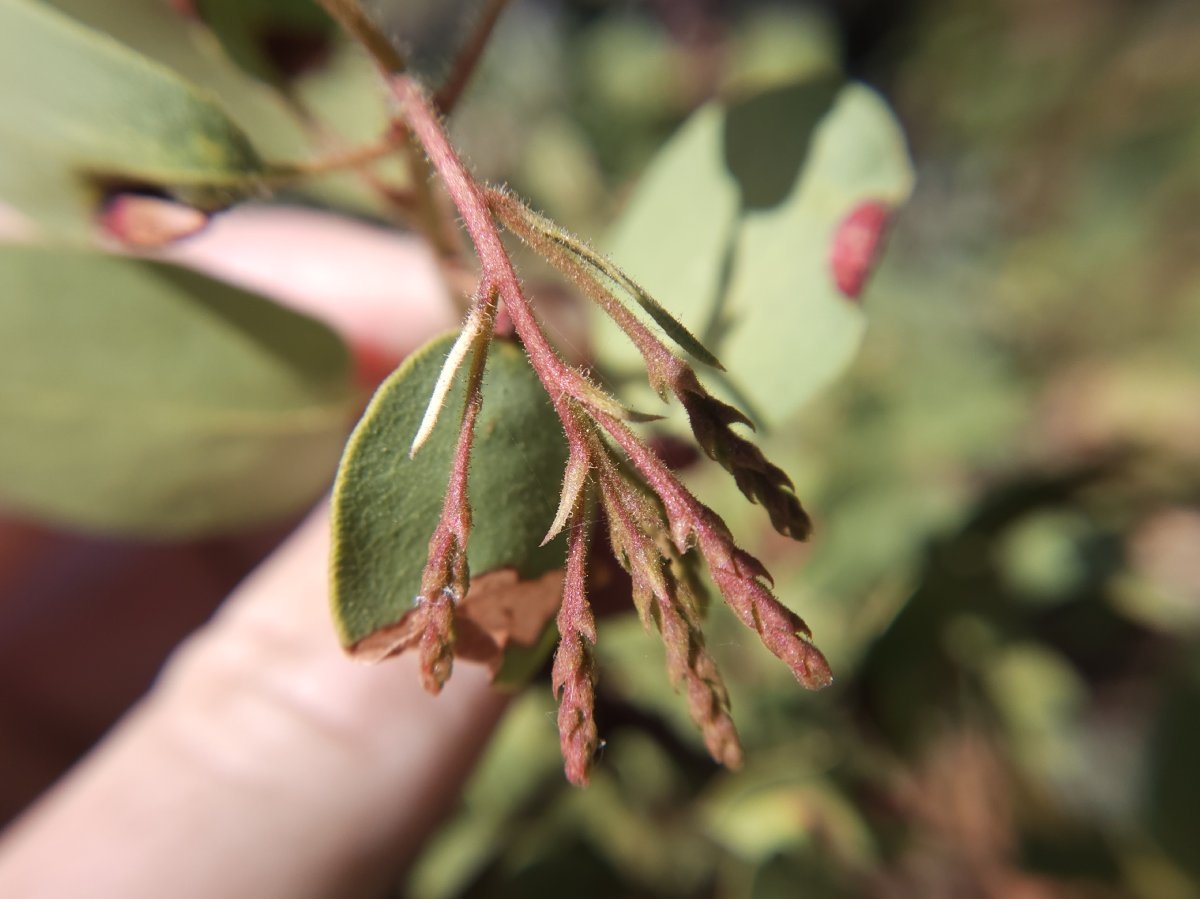 Arctostaphylos patula ssp. patula