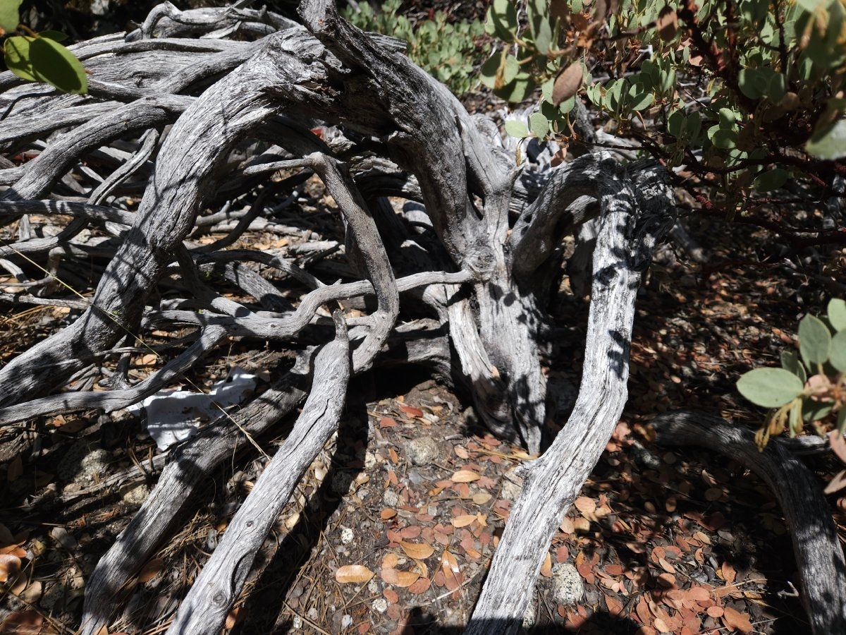 Arctostaphylos patula ssp. patula