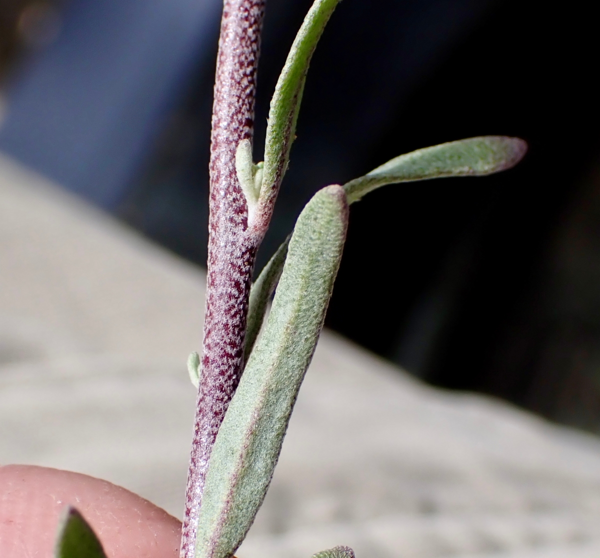 Physaria tenella