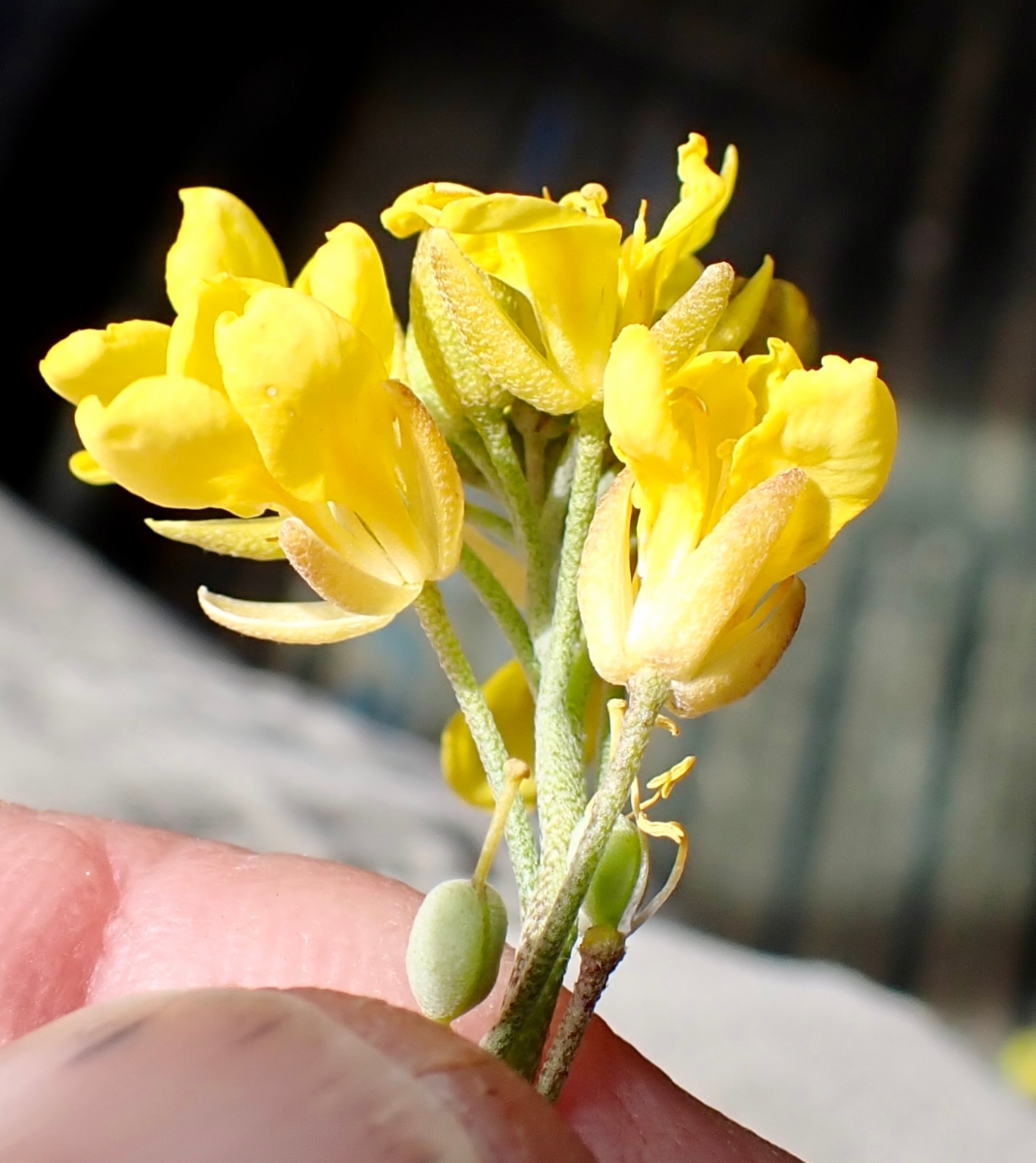 Physaria tenella