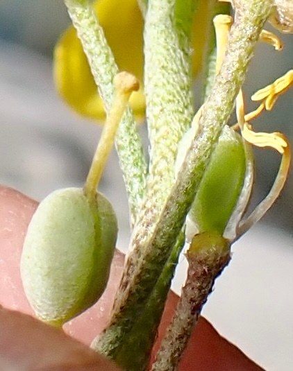 Physaria tenella