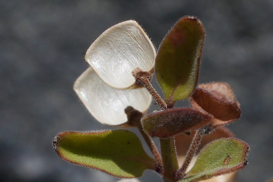 Scutellaria antirrhinoides