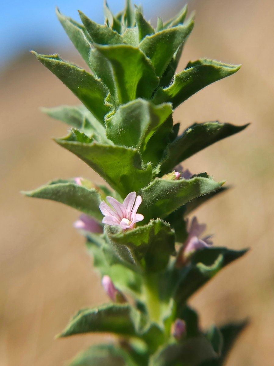 Epilobium campestre