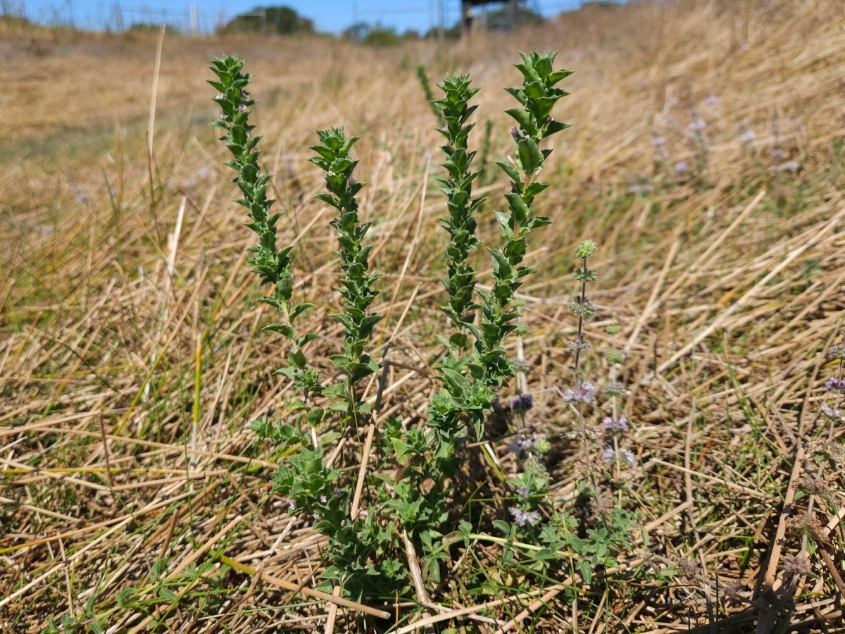 Epilobium campestre