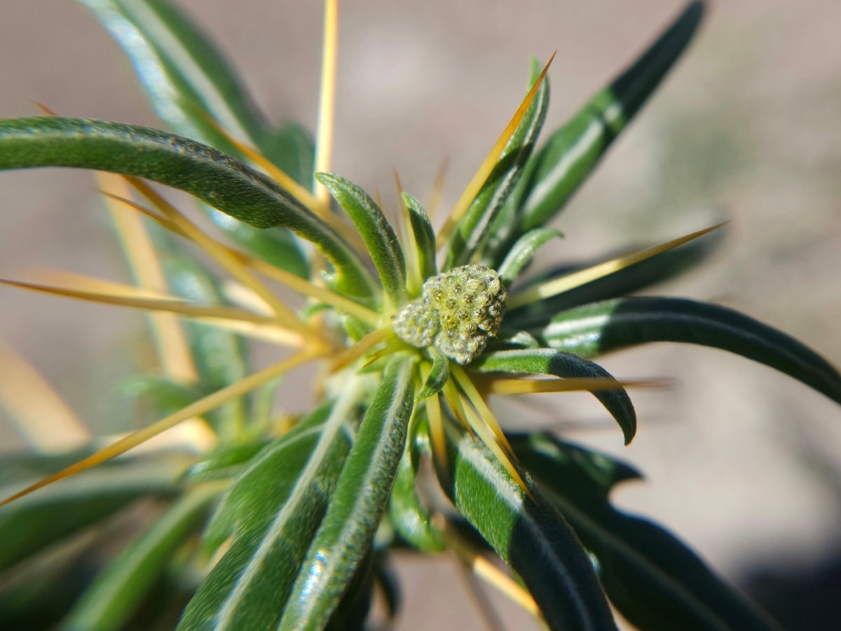 Xanthium spinosum